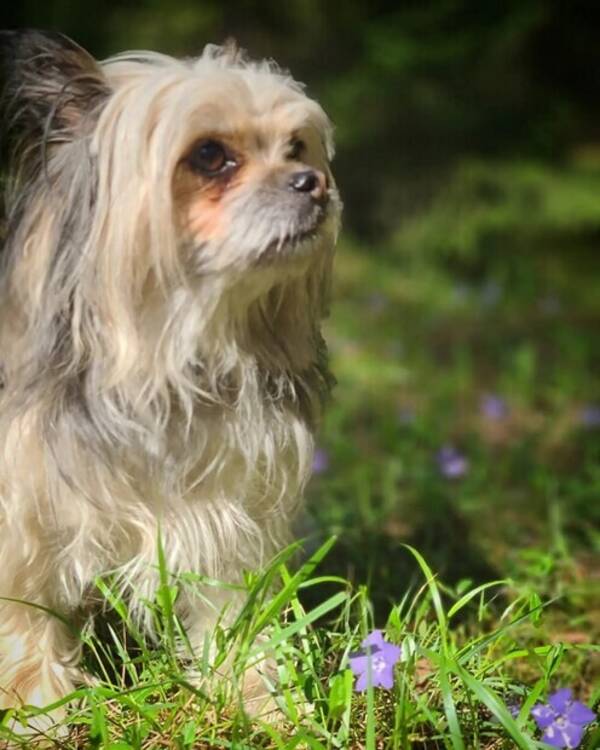 Hund - Blandrasen Hugo, 5 år, raserna chihuahua