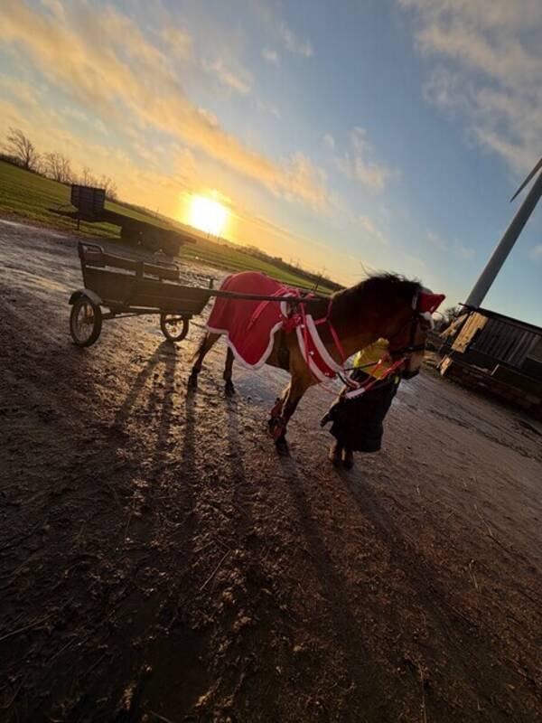 Övrigt - Hästen Qurre