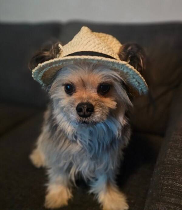 Hund - Blandrasen Hugo, 5 år, raserna chihuahua