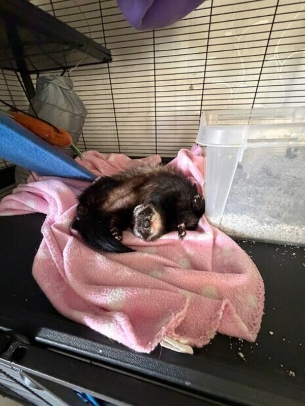 Övrigt - Illern Nala