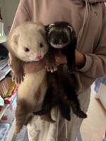 Illrarna Nala och Simba