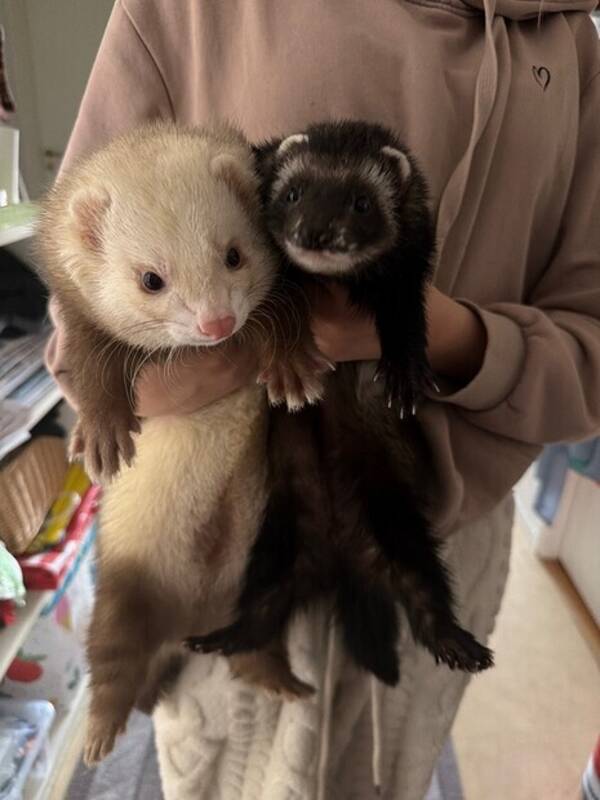 Övrigt - Illrarna Nala och Simba