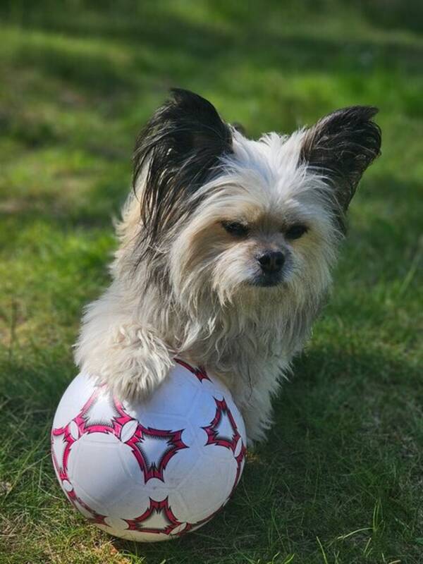 Hund - Blandrasen Hugo, 5 år, raserna chihuahua