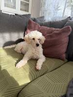 Både svarta och vita Toy/dvärg pudel