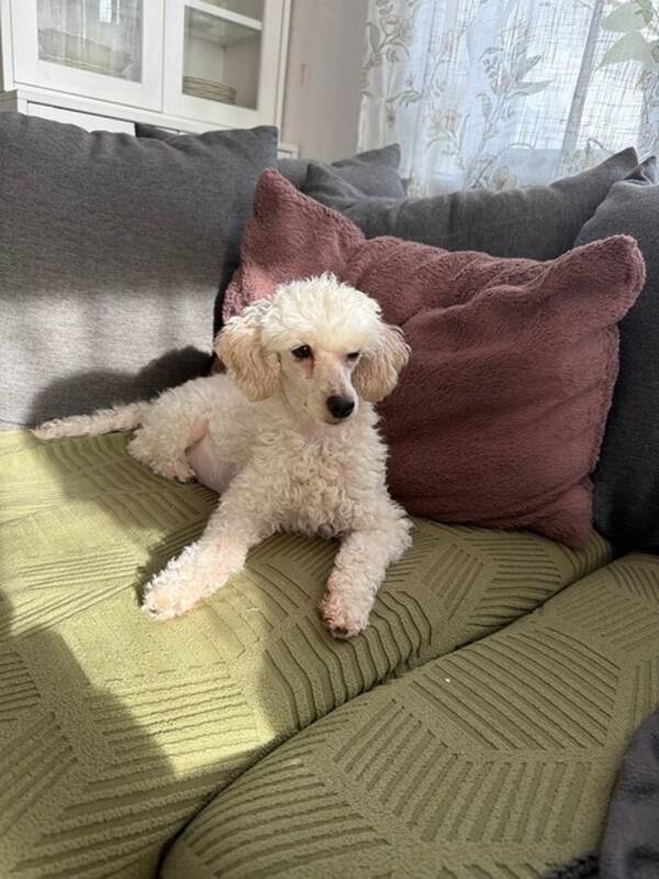 Hund - Både svarta och vita Toy/dvärg pudel