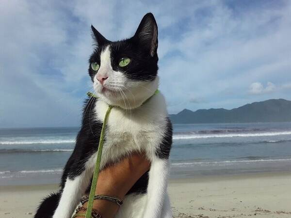 Katt - Brazilian short hair