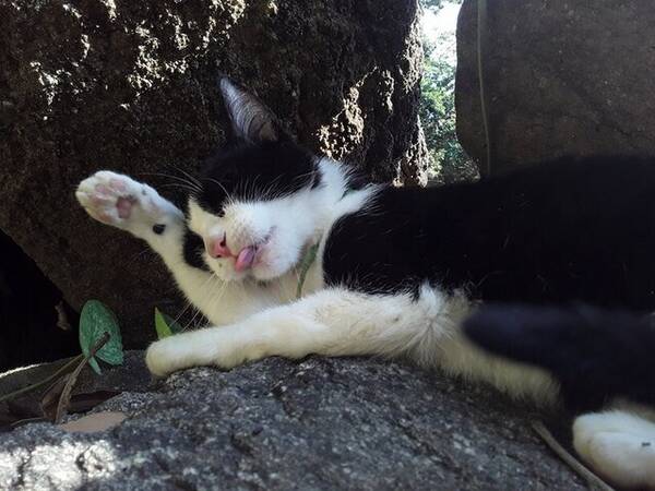 Katt - Brazilian short hair