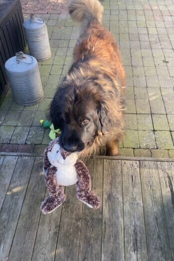 Hund - Leonberger