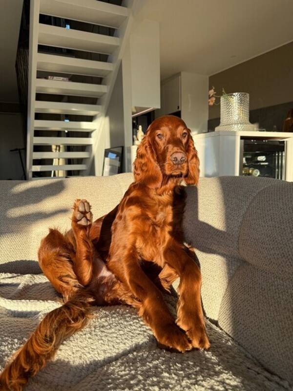 Hund - Irländsk setter