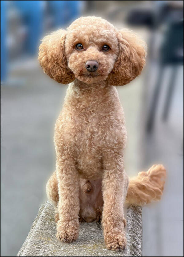 Hund - Dvärgpudel - Fred