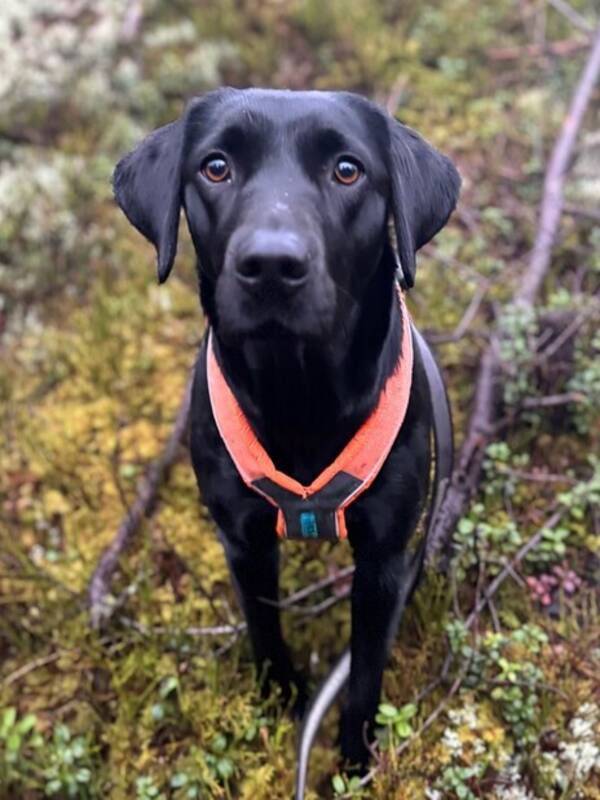 Hund - Jaktlabrador Anne