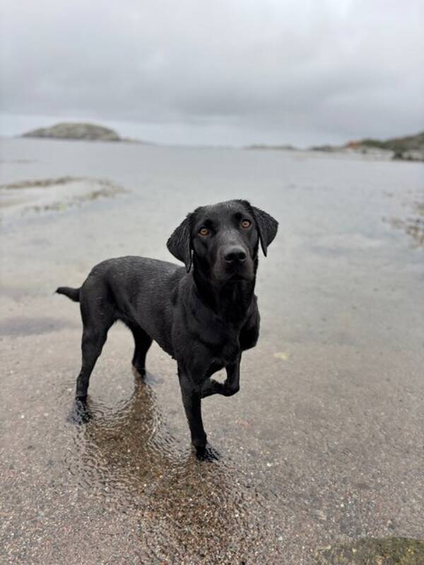Hund - Jaktlabrador Anne