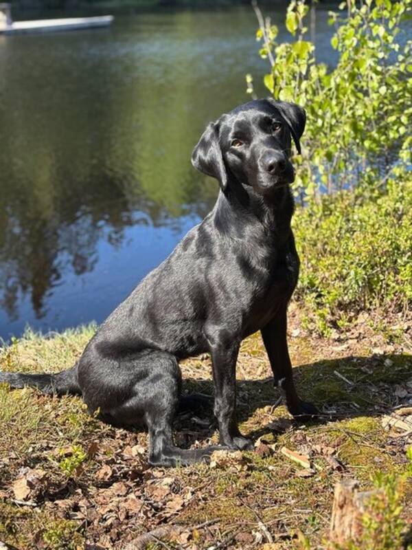 Hund - Jaktlabrador Anne