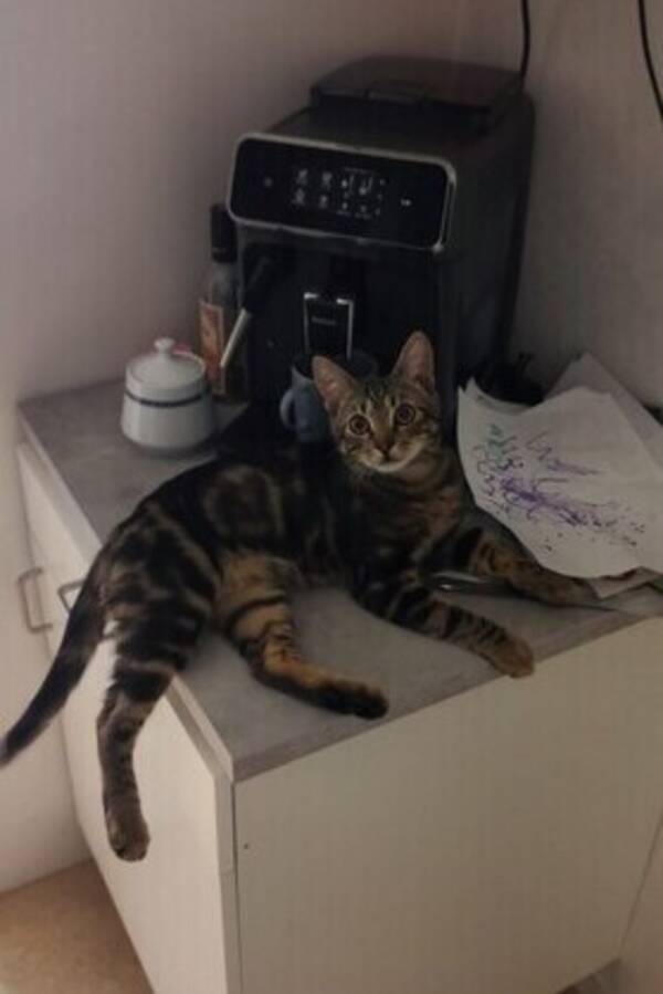 Katt - Katten Prince 