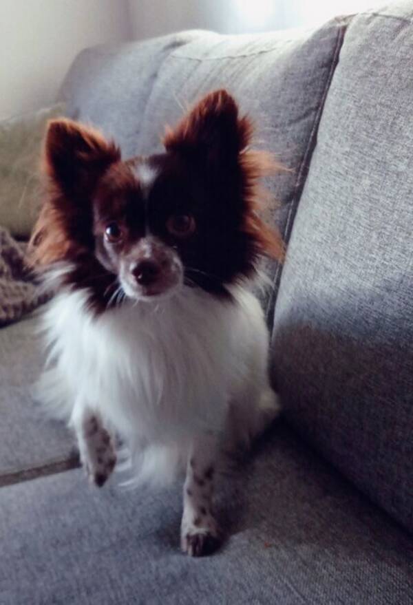 Hund - Pomchi pojken Kenzo