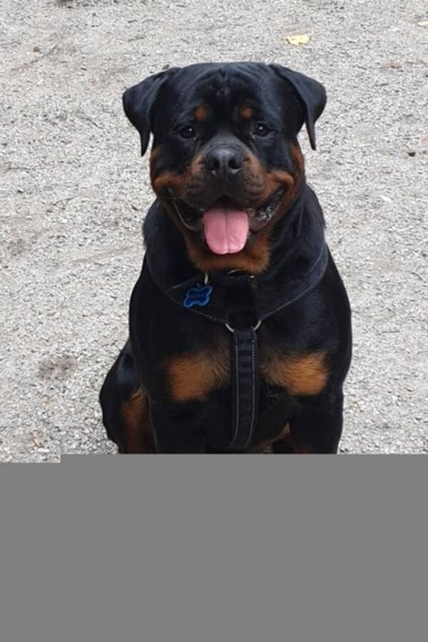 Hund