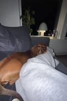 Normalstor Tax Frasse