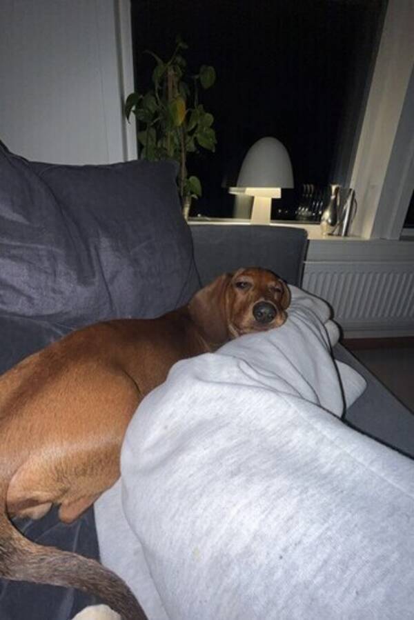 Hund - Normalstor Tax Frasse