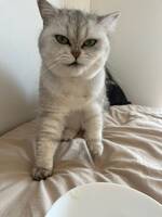 En skotsk katt som heter Alice.