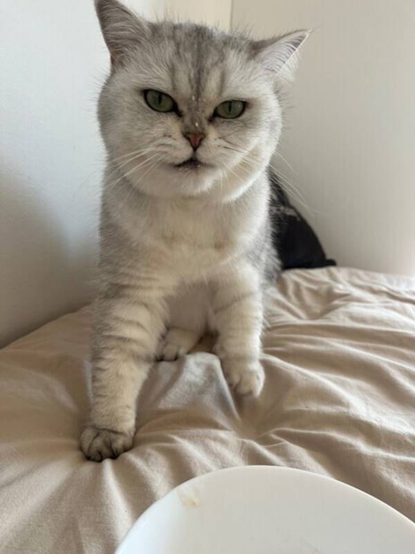 Katt - En skotsk katt som heter Alice.