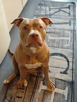 American bully ( Ivy )