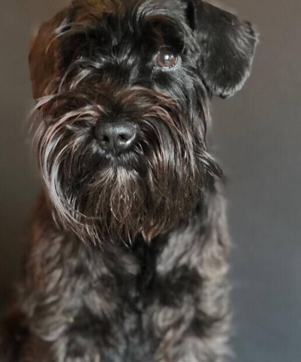 Hund - Dvärgznuser Eivor 