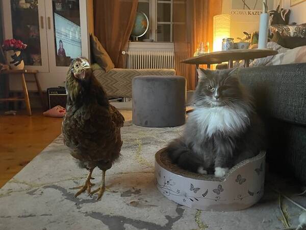 Övrigt - Hönan Annapanna