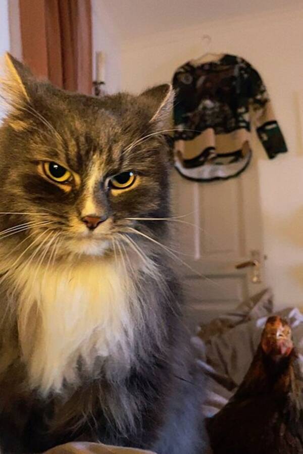 Övrigt - Hönan Annapanna