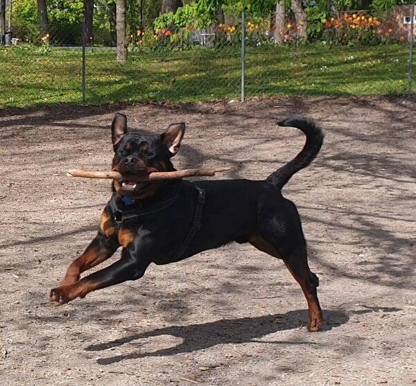 Hund