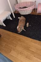 Kanin ras okänd troligtvis Rex korsning