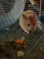 Hamster Martin