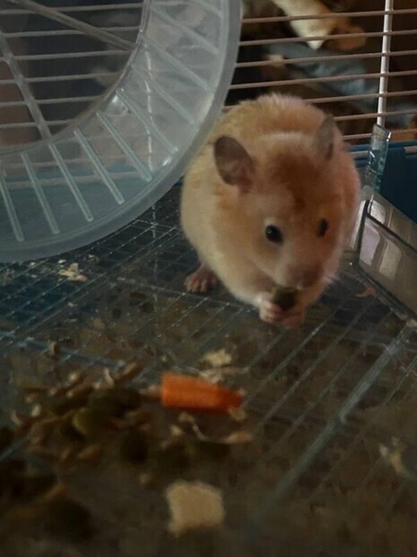 Övrigt - Hamster Martin