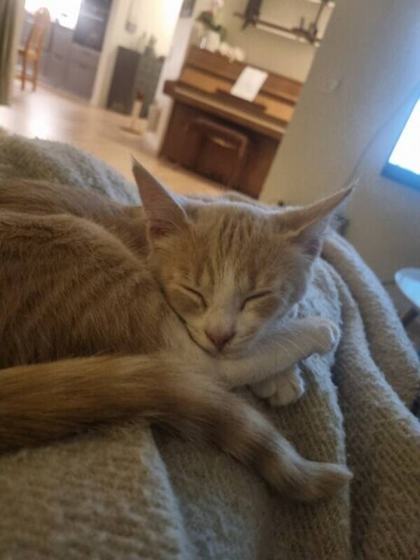 Katt - Kattunge Gustaf