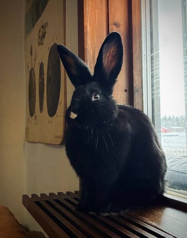 Övrigt - Kaninen Abaddon