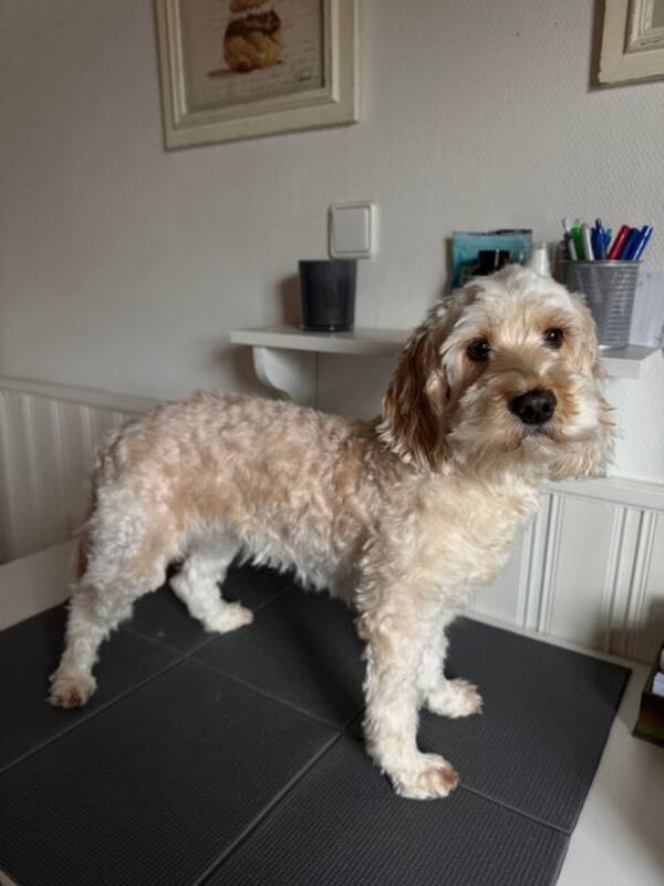 Hund - Cockerpoo Sally