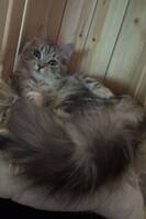 Semilånghårig söt honkatt