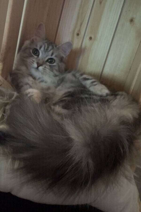 Katt - Semilånghårig söt honkatt