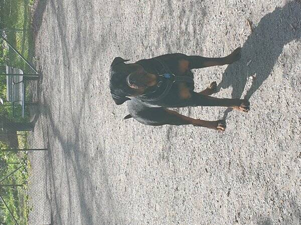 Hund