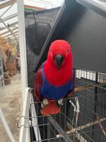 Ädel papegoja, Kråkan