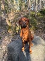 Ridgebacken Ridgie