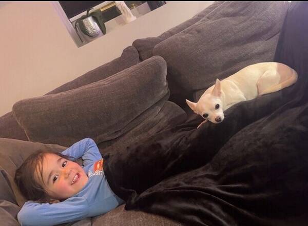 Hund - Chihuahua, Alvin