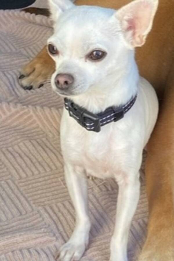 Hund - Chihuahua, Alvin