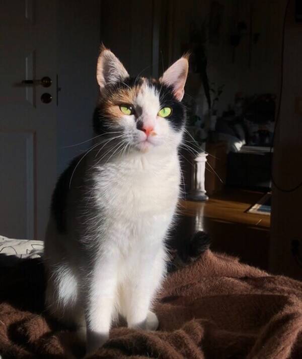 Katt - Katten Rizzla