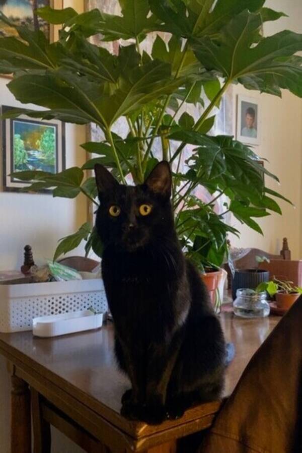 Katt - Katten Zuzzie