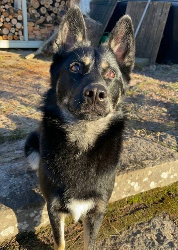 Hund - Husky/shäfer mixen Mira