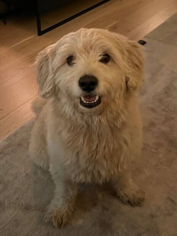 Hund - Spitzpoo Dennis