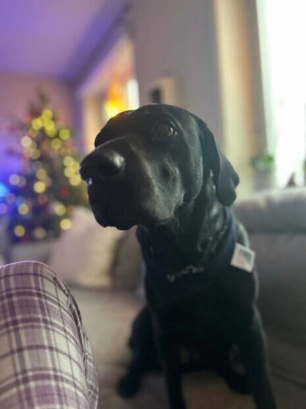 Katt - Labradoren Ossi