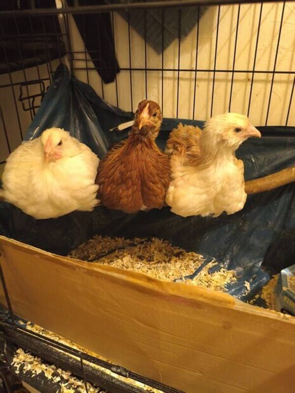 Övrigt - Höns olika raser