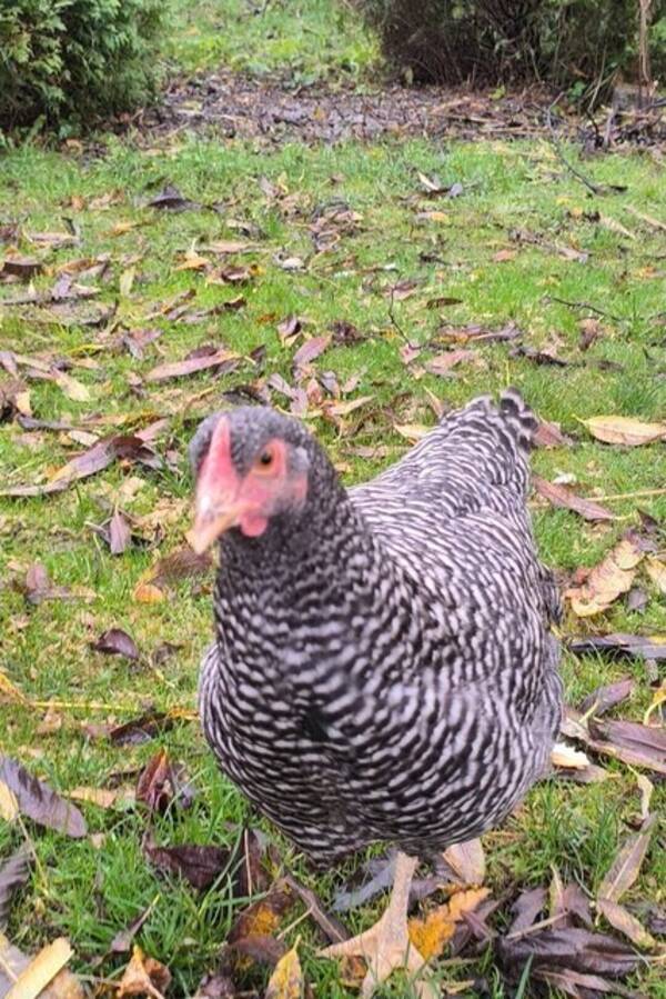 Övrigt - Höns olika raser