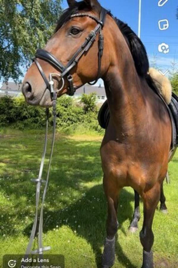 Annet - Lusitano hest